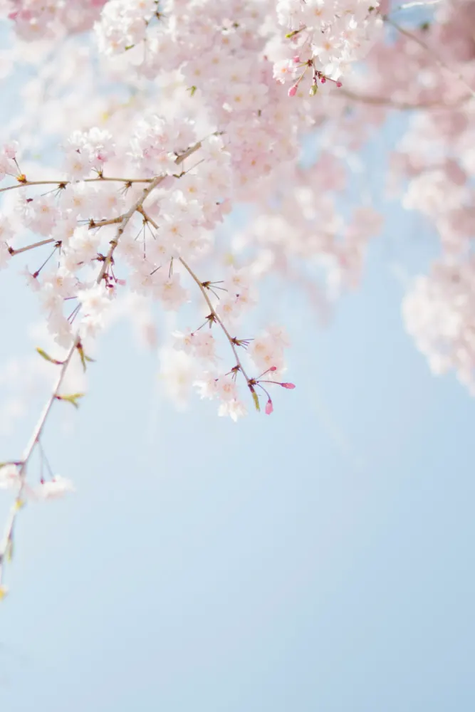 Ornamental Trees — wholesale supply at Hadiqat Group