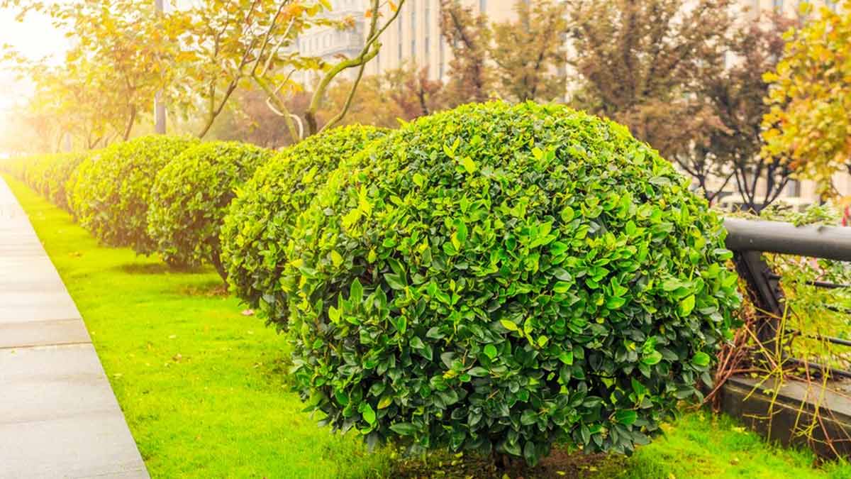 Shrubs — wholesale supply at Hadiqat Group