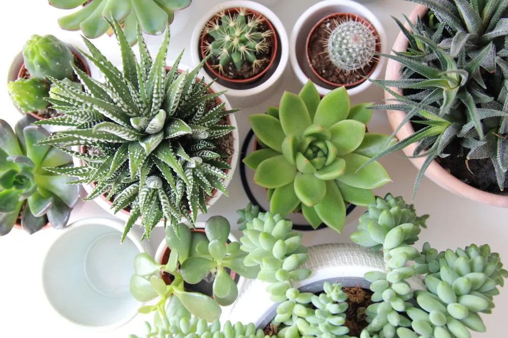 Succulents — wholesale supply at Hadiqat Group