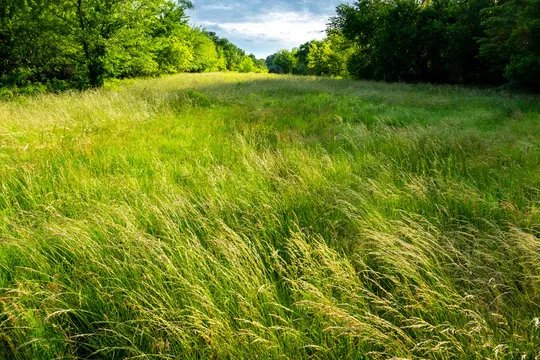 Tall Grasses — wholesale supply at Hadiqat Group