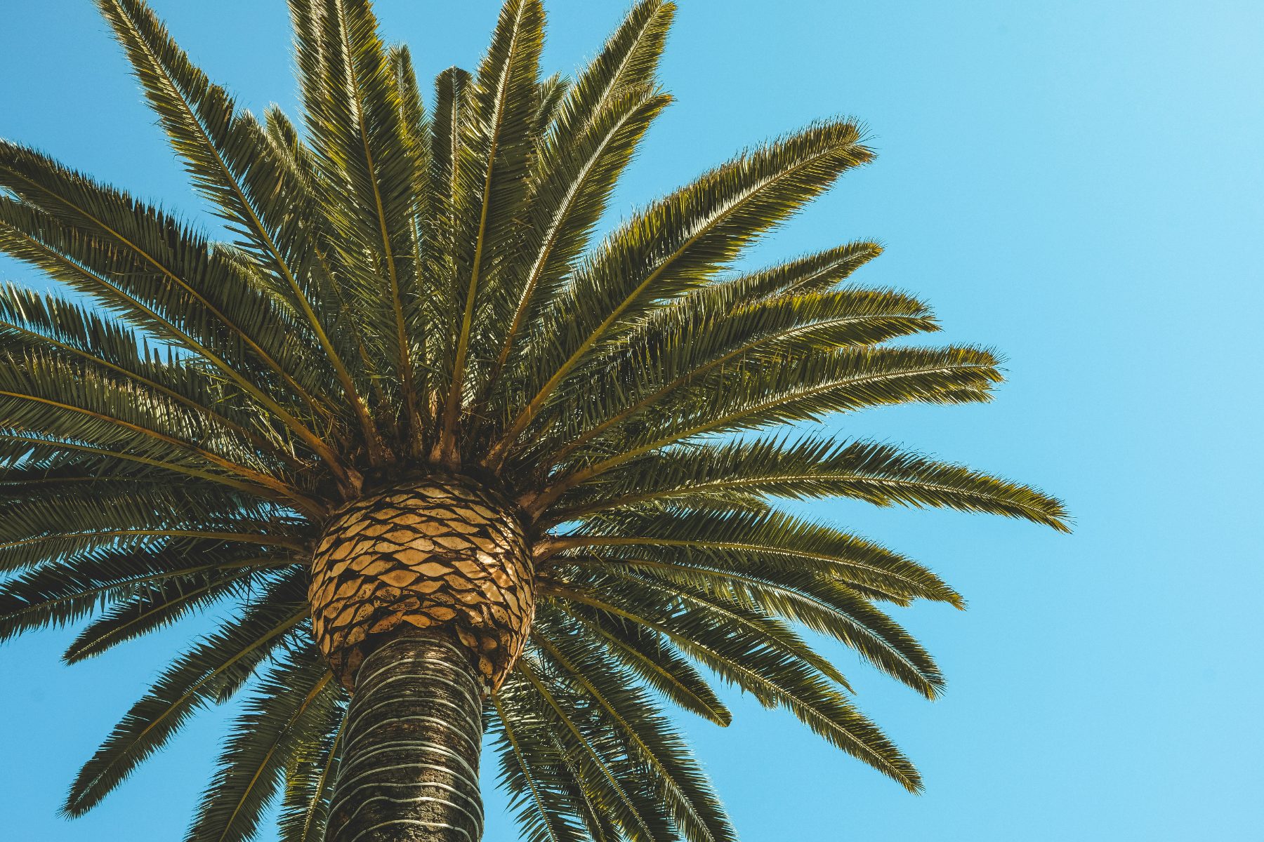 The Weevil in the Room: The Pest That Could Undo the UAE’s Palm Legacy