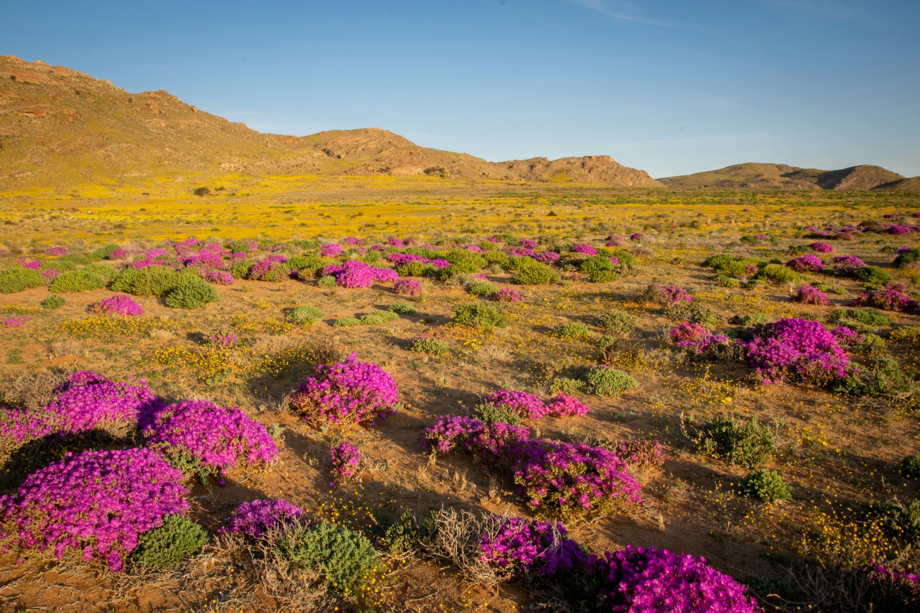 Colour Without the Water Bill: Desert-Tough Flowering Shrubs