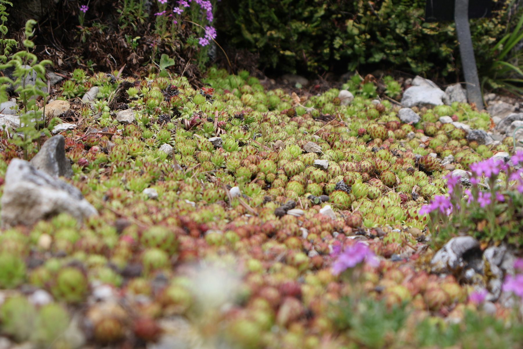 Grass Is Not Green: The Real Water Cost of the Desert Lawn