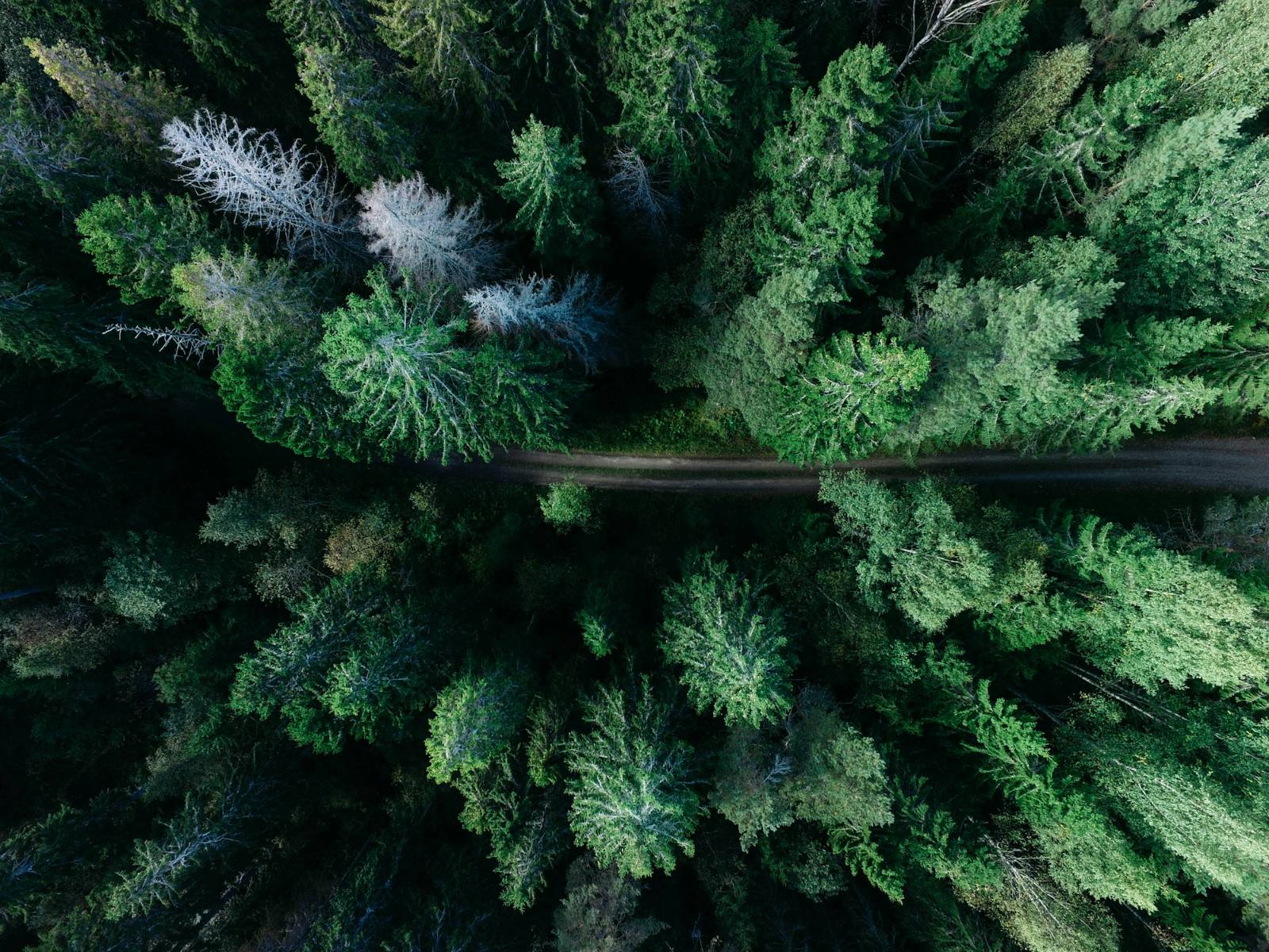 Beating the Heat Island: Strategic Shade Trees for Cooler Streets