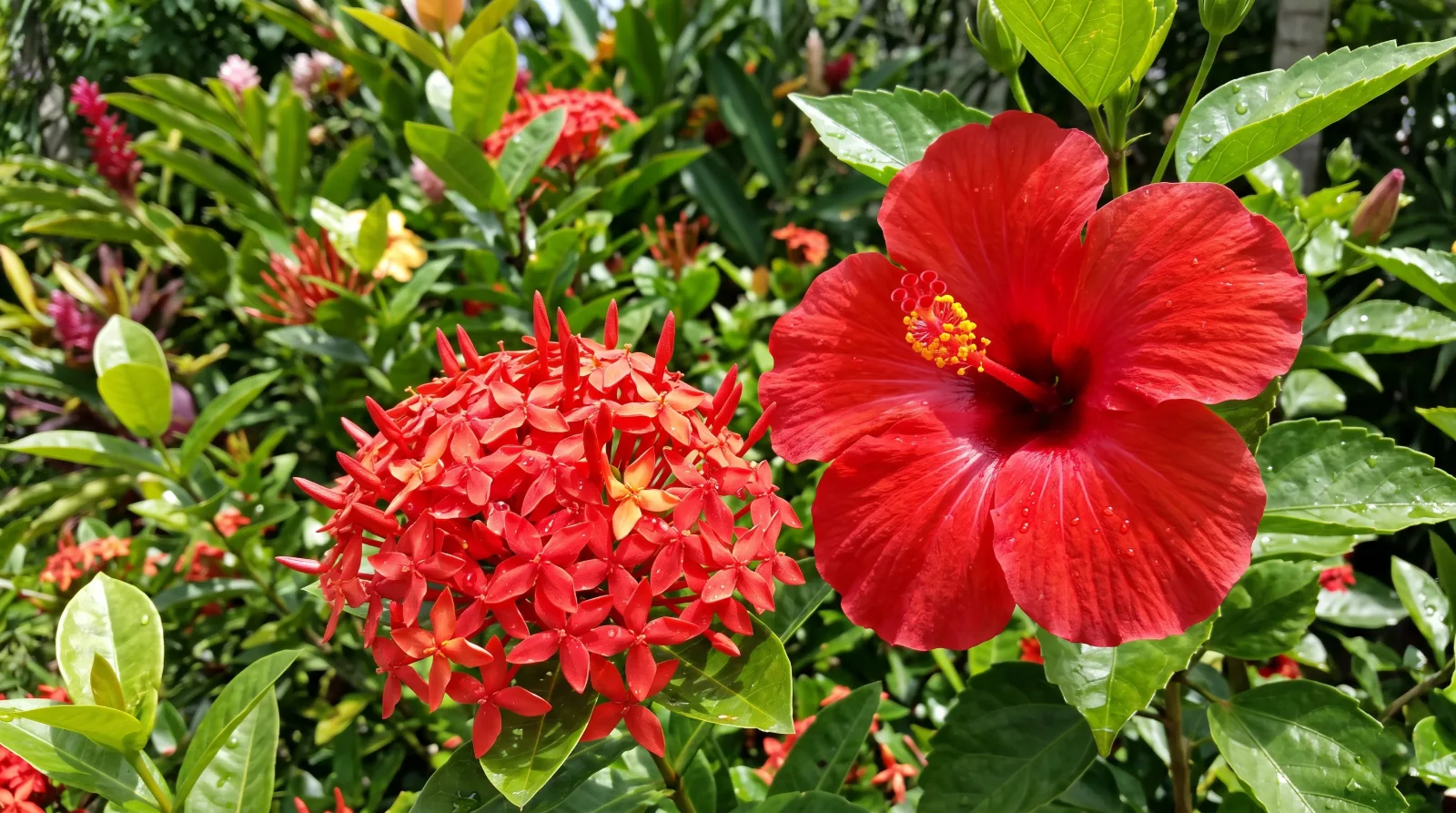 Ground Covers — wholesale supply at Hadiqat Group