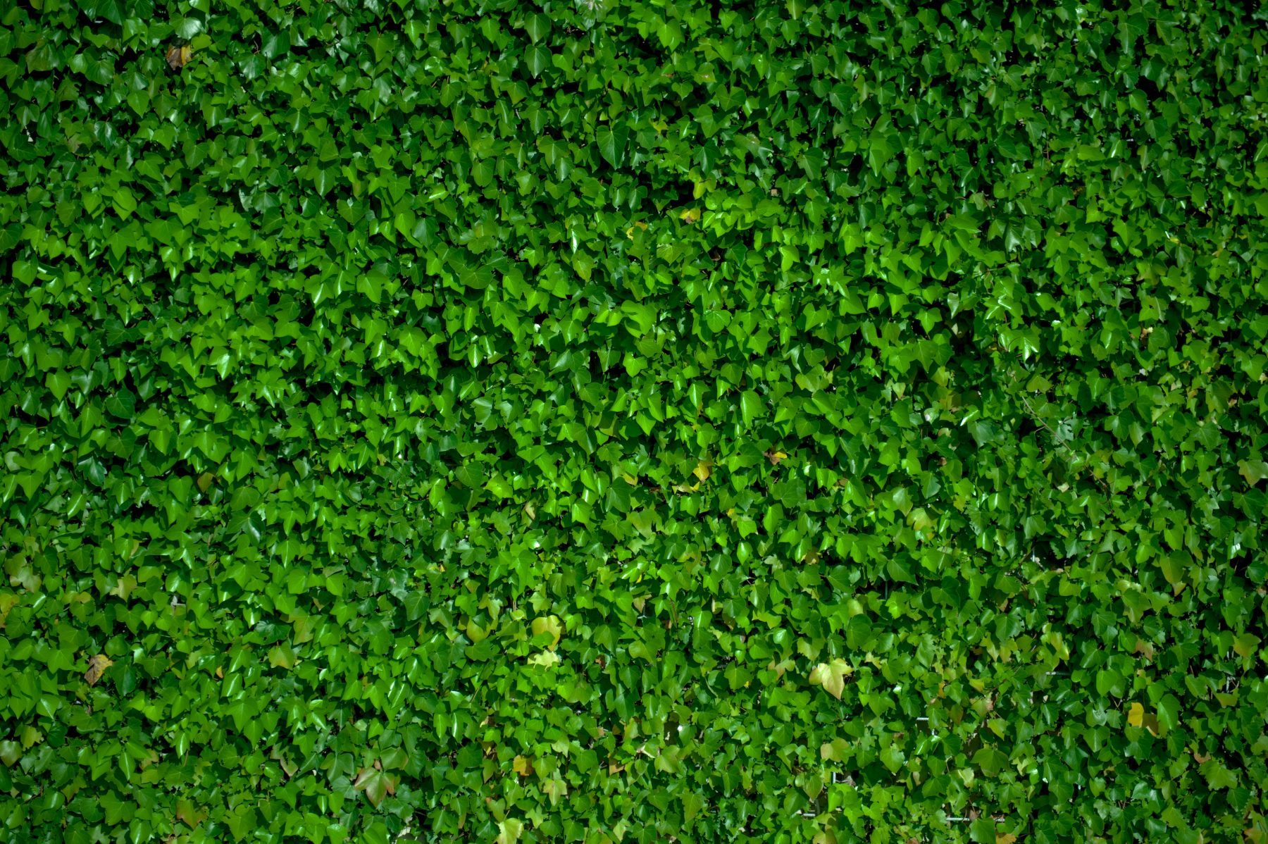 The Vertical Frontier: Do Green Walls Really Work in 45°C Heat?