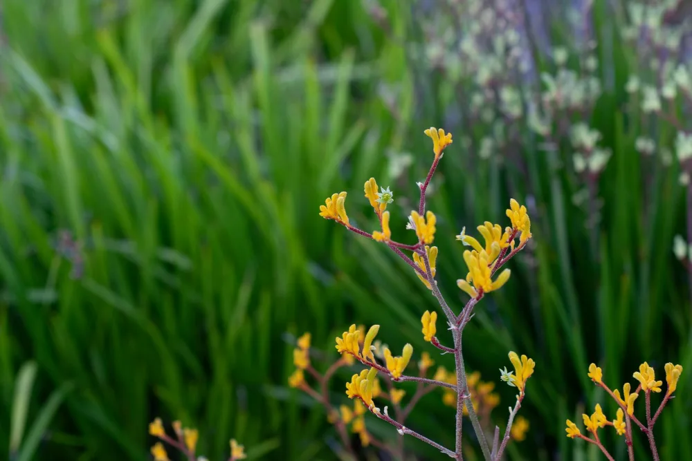 The 2026 Planting Palette: Native-Led, Water-Wise, Resort-Ready