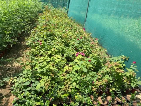 Bougainvillea glabra