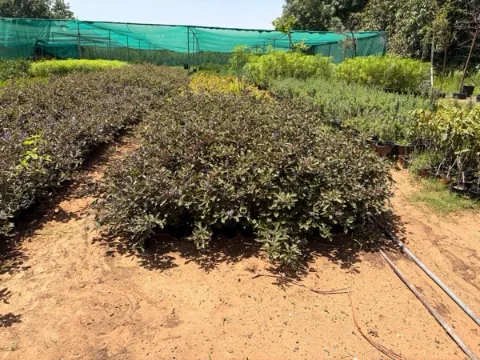 Vitex trifolia purpurea