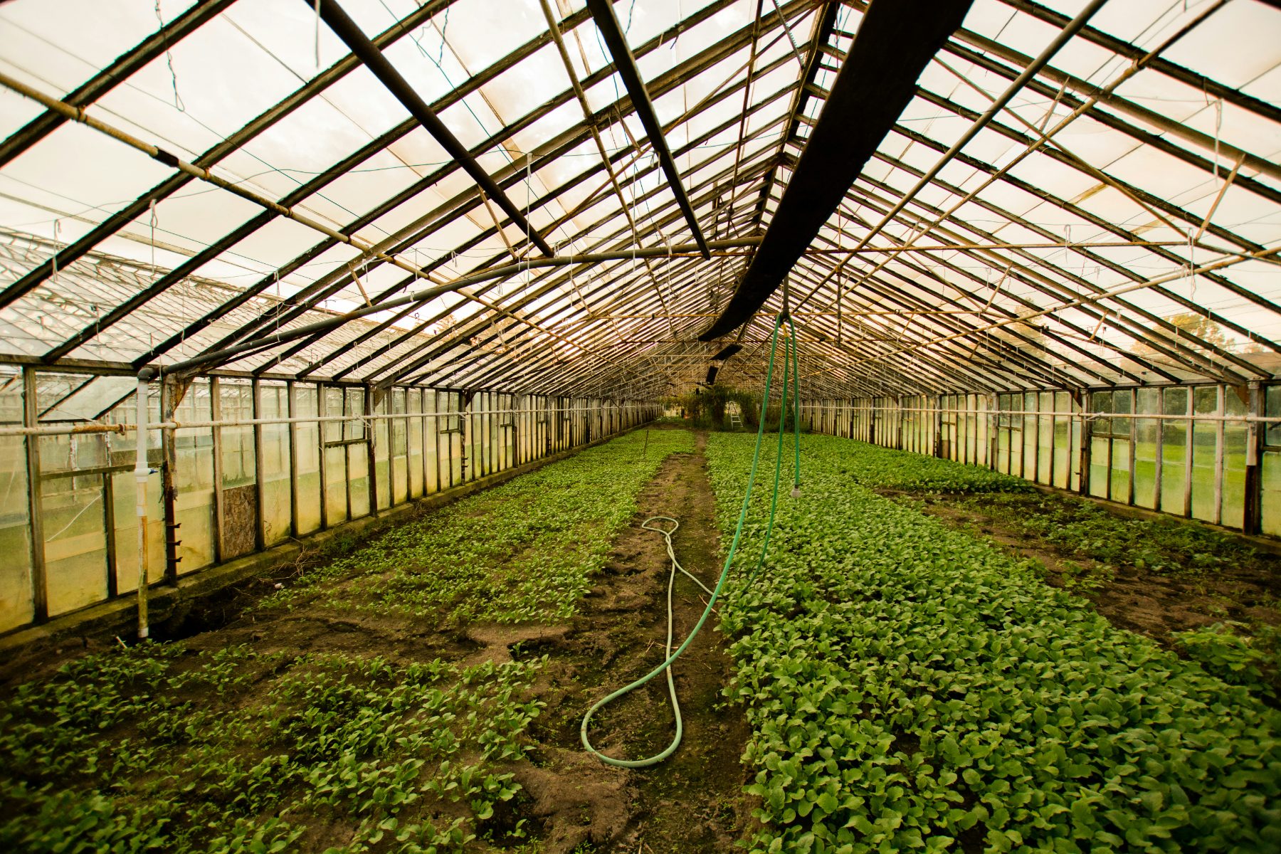 Specifying Plants That Survive the Gulf Summer