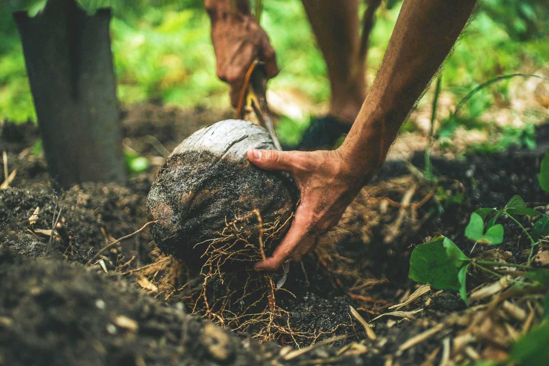 The Instant Landscape Myth: What Semi-Mature Trees Really Risk