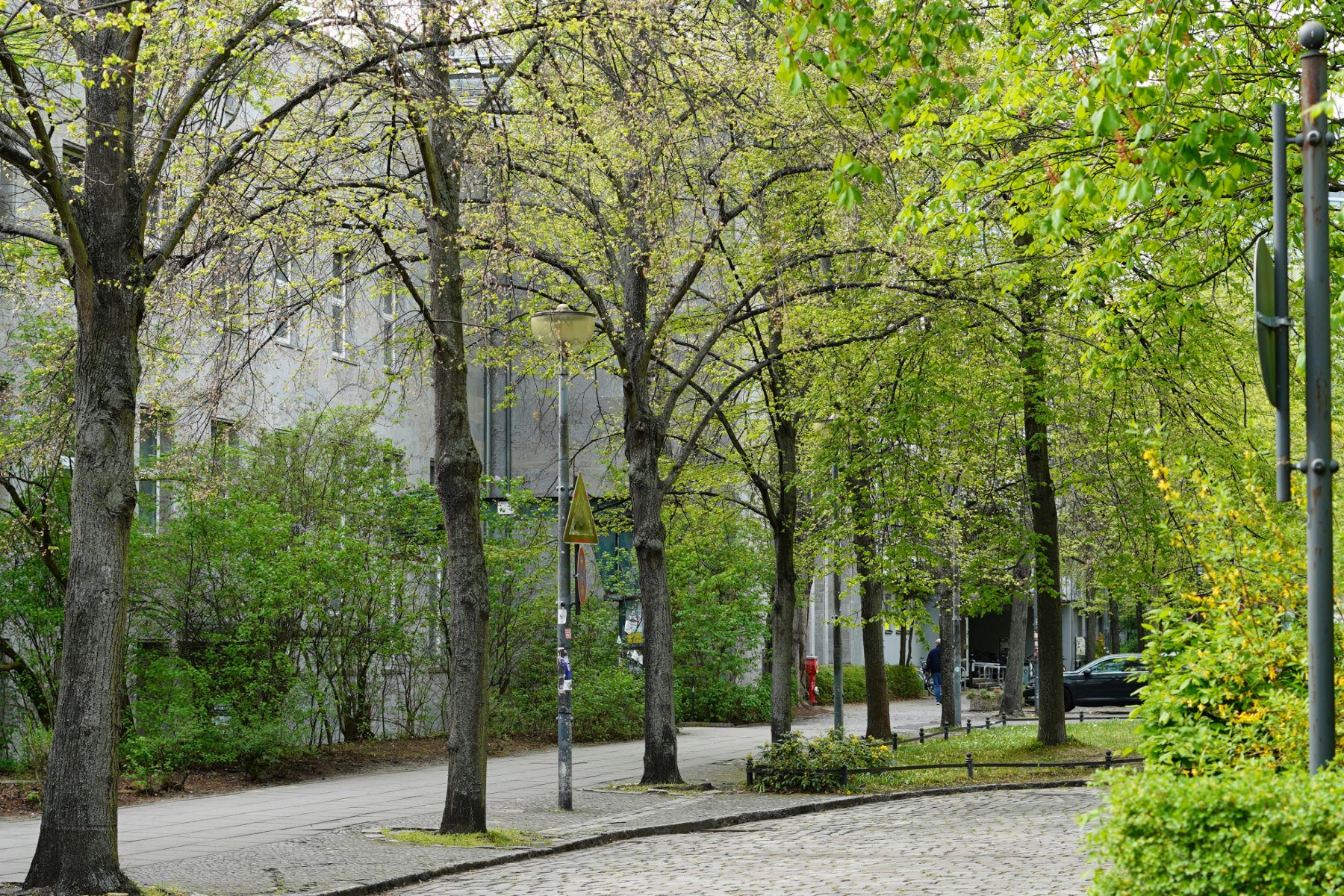 Beating the Heat Island: Strategic Shade Trees for Cooler Streets