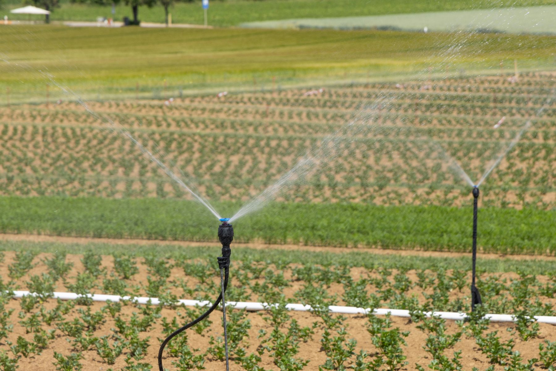 Watered by Recycling: How TSE Irrigation Shapes Plant Selection